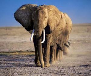 yapboz Sırada yürüyen fil